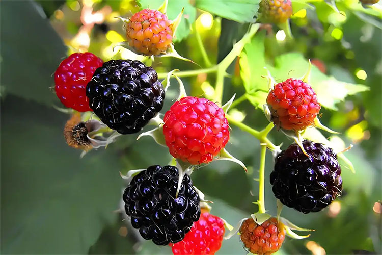 覆盆子（Raspberry）萃取